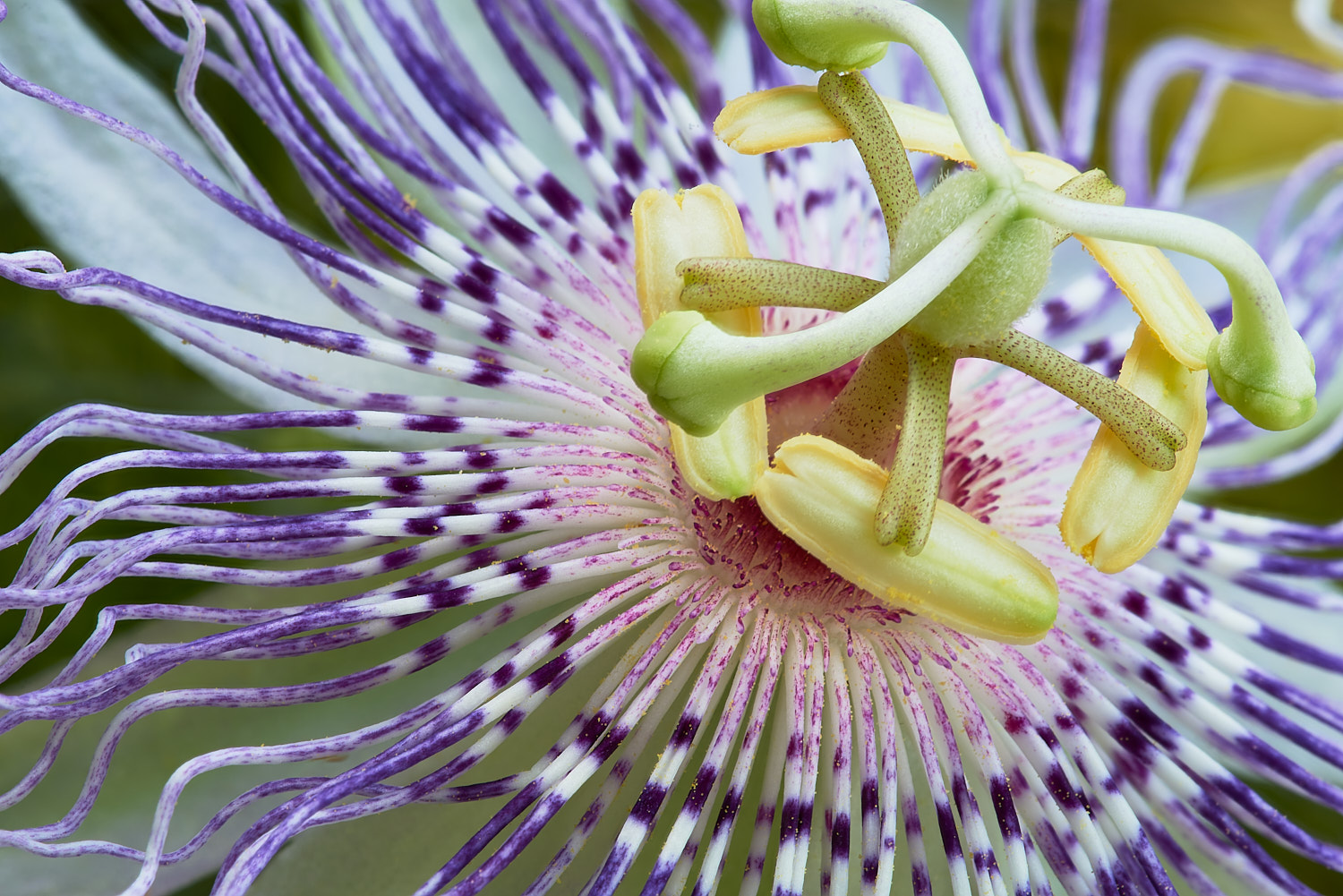 Colorful Flower Blossom